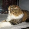 cat14