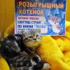 cat2