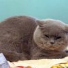 cat9