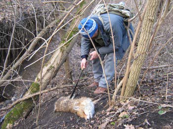 Смотреть на гибель целой лисьей семьи было жутко