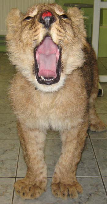 Шестимесячный львенок Сеня