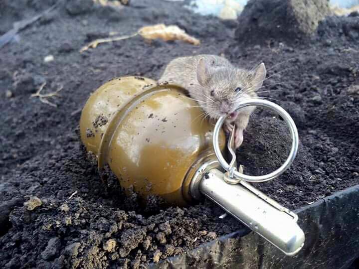 12805937 959002104148365 1080055157614112963 n