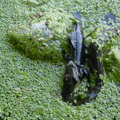 Это вам не канал «Дискавери». Это – реальная экзотика Северского Донца. Гадюка несколько раз ловила рыбу и несколько раз поедала ее на наших глазах. Жуть! 