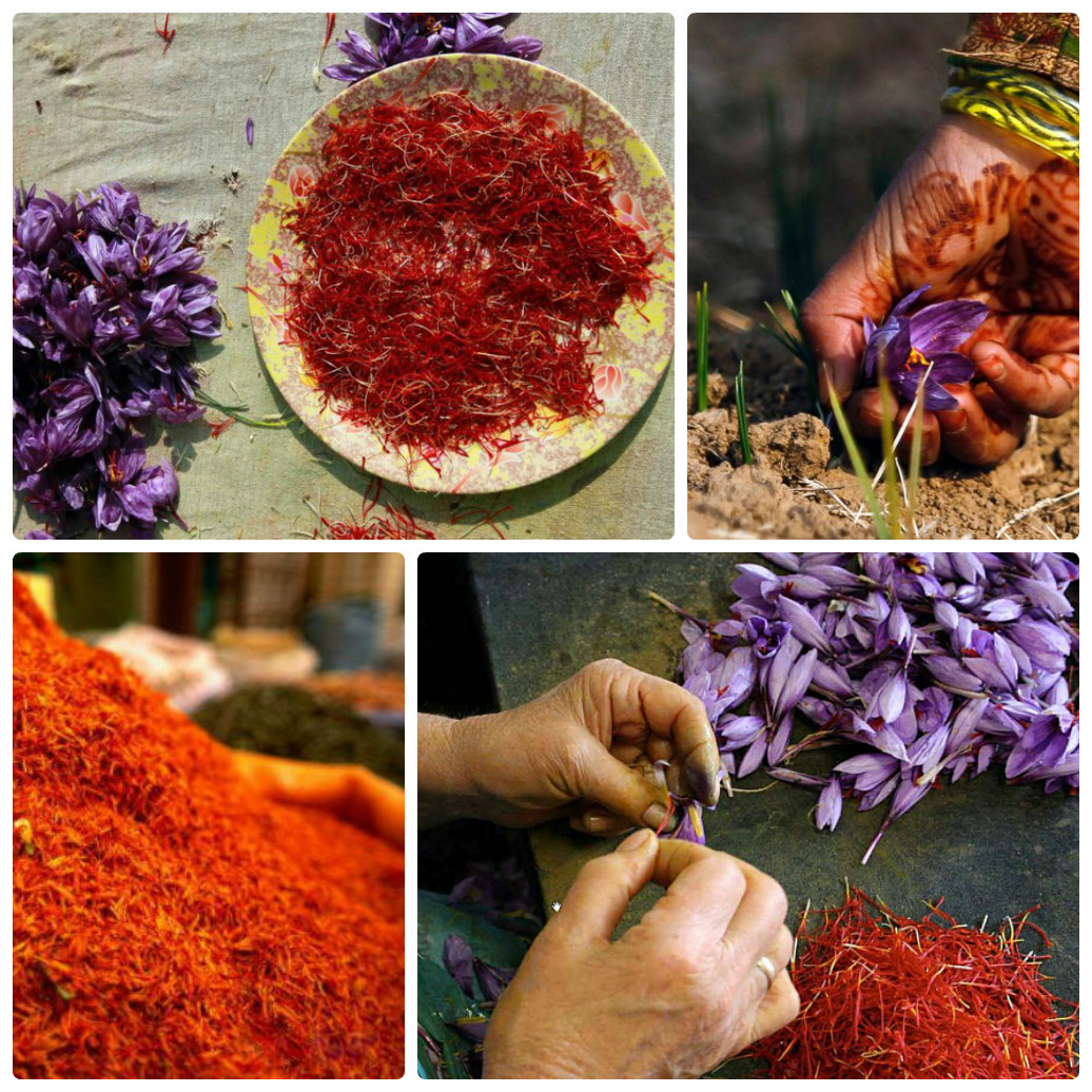 vyrashchivanie-krokusov2