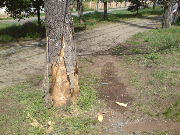 avarderevo