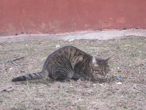 marthcat6