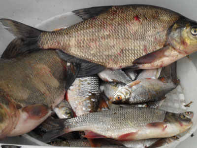 img-58127-15125737342499