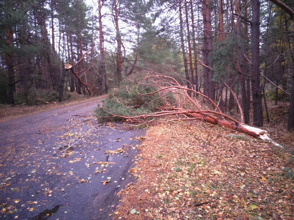 71389948 607694819760021 7610910669621166080 n