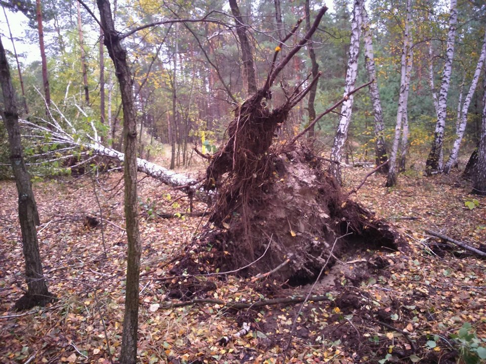 72619029 2433779330062740 6344759907102752768 n