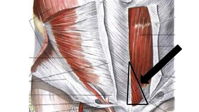 piramidalnaya-myshca