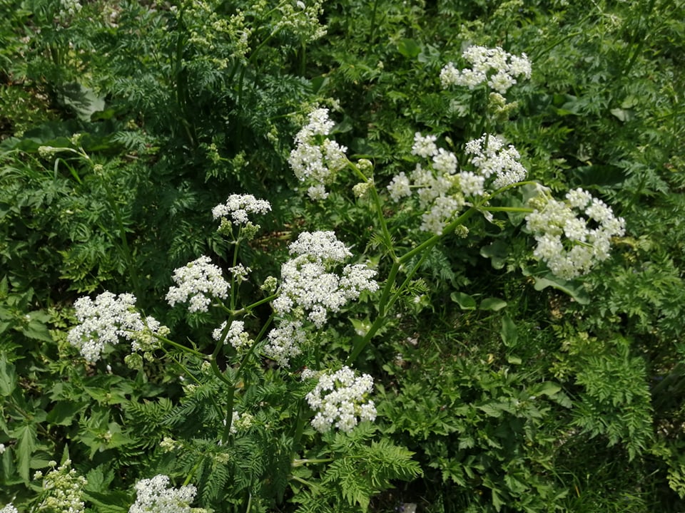 281217862 1031753074136806 8128429663741750200 n